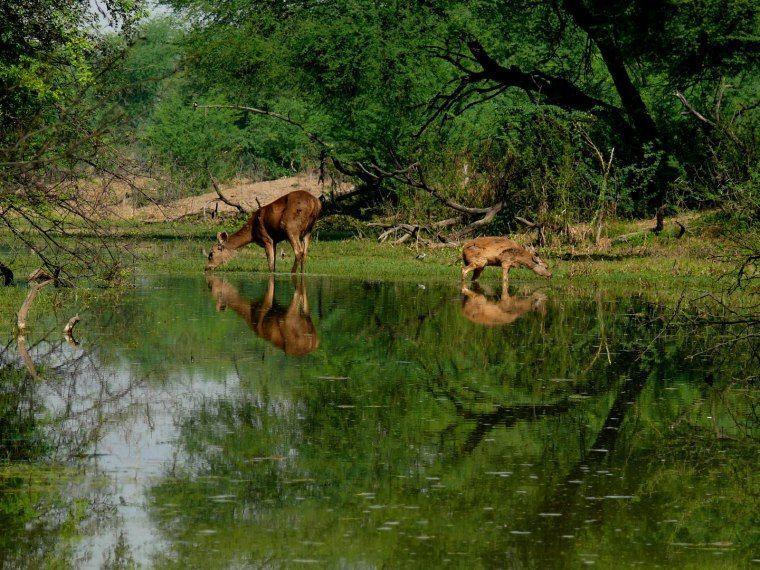 Hotel Eagle Nest Bharatpur Exterior foto